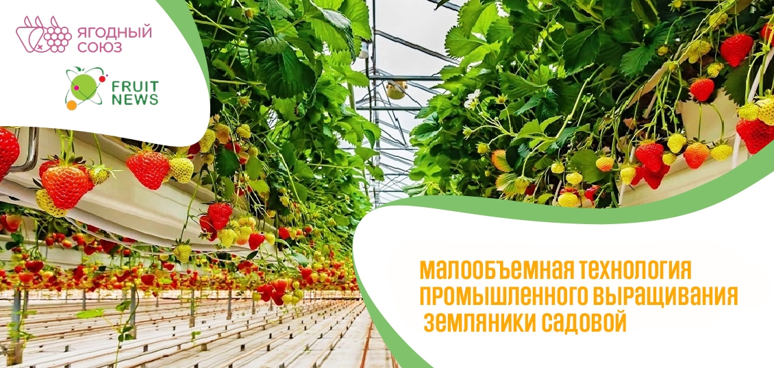 Вебинар «Малообъемная технология промышленного выращивания земляники  садовой»