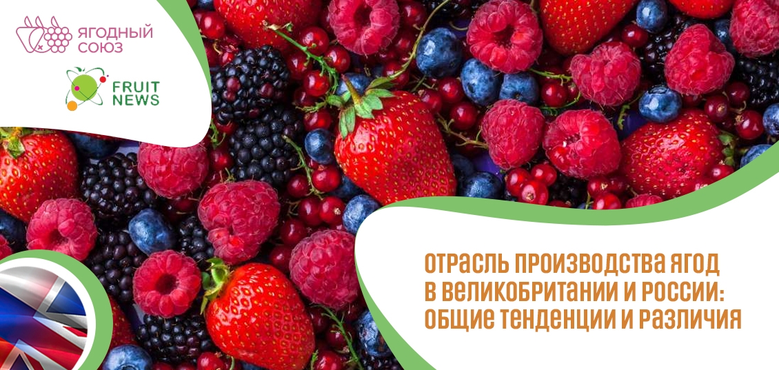 Вебинар «Отрасль производства ягод в Великобритании и России: общие тенденции и различия»
